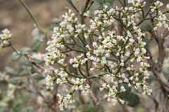 Eriogonum corymbosum