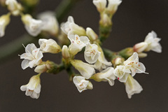 Eriogonum corymbosum