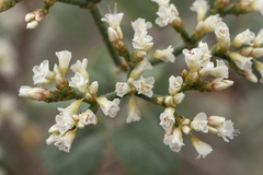 Eriogonum corymbosum