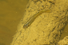 Pseudomugil signifer