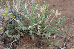 Lomatium parryi