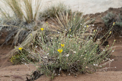 Heterotheca polothrix