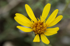 Heterotheca polothrix