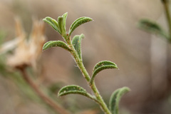 Heterotheca polothrix