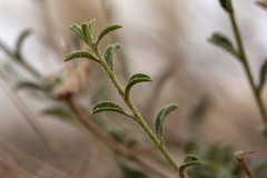 Heterotheca polothrix