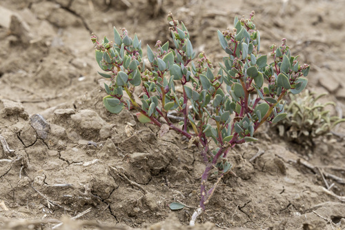 Mancos saltbush (Proatriplex pleiantha)