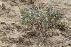 Proatriplex pleiantha