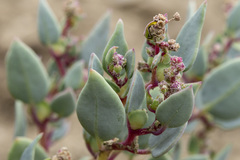 Proatriplex pleiantha