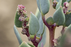 Proatriplex pleiantha