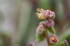 Proatriplex pleiantha