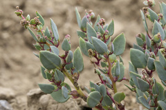 Proatriplex pleiantha