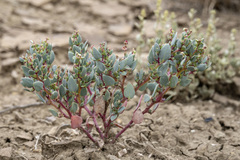 Proatriplex pleiantha
