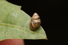 Tornatellinops