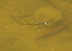 Pseudomugil signifer