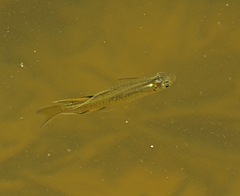Pseudomugil signifer