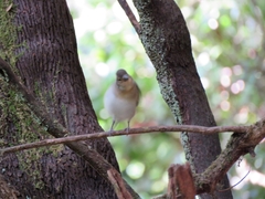 Fringilla coelebs palmae