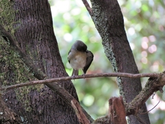Fringilla coelebs palmae