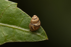 Tornatellinops