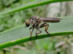 Ommatiini