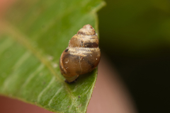 Tornatellinops