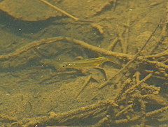 Pseudomugil signifer