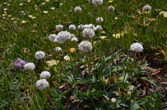 Armeria pseudarmeria