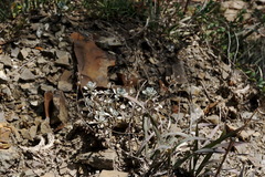 Odontarrhena obtusifolia