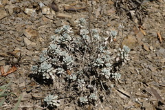 Odontarrhena obtusifolia