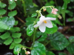 Begonia crenata