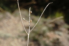 Odontarrhena obtusifolia