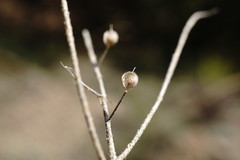 Odontarrhena obtusifolia