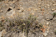 Thymus callieri