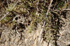 Thymus callieri