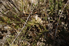 Thymus callieri