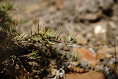 Thymus callieri
