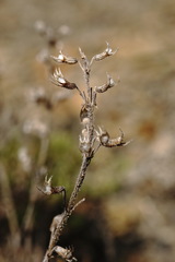 Thymus callieri