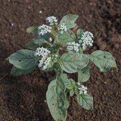 Heliotropium ellipticum