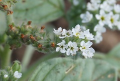 Heliotropium ellipticum
