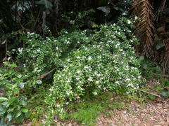 Turraea obtusifolia