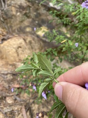 Prostanthera lanceolata