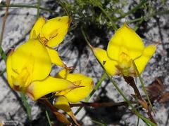 Disa tenuifolia