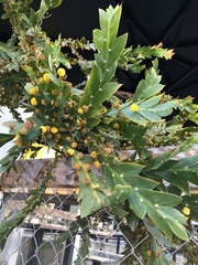 Acacia glaucoptera