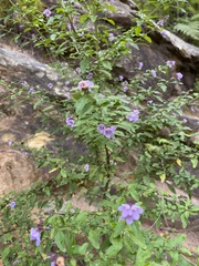 Prostanthera lanceolata