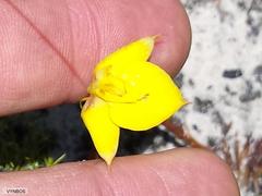 Disa tenuifolia