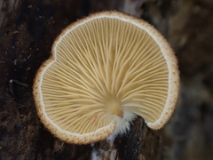 Crepidotus badiofloccosus