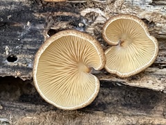 Crepidotus badiofloccosus