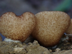Crepidotus badiofloccosus