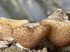Crepidotus badiofloccosus