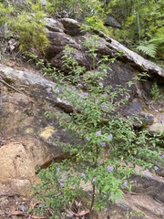 Prostanthera lanceolata