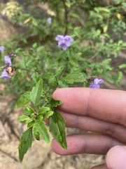 Prostanthera lanceolata
